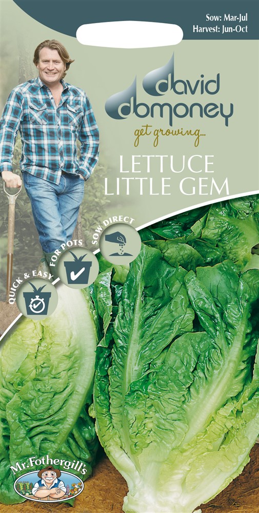 DD Lettuce Little Gem