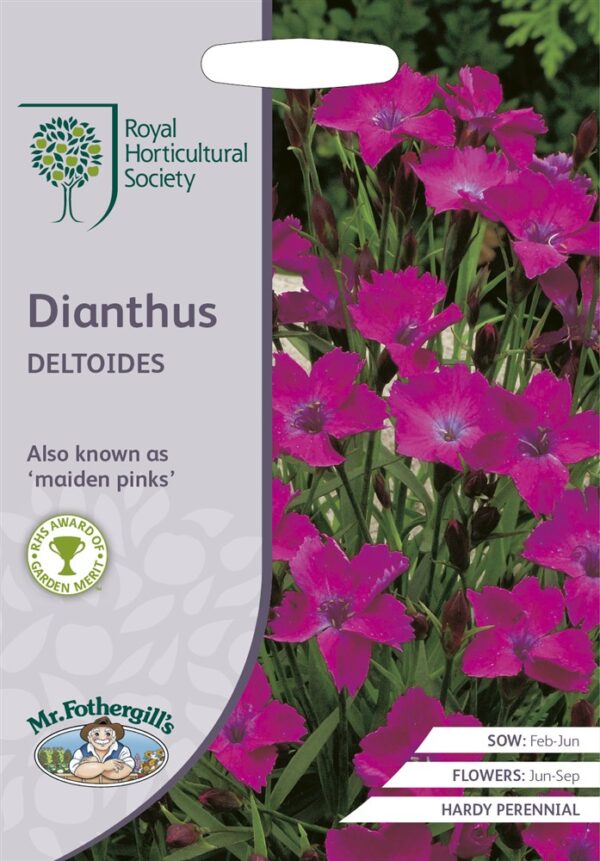 RHS Dianthus Deltoides
