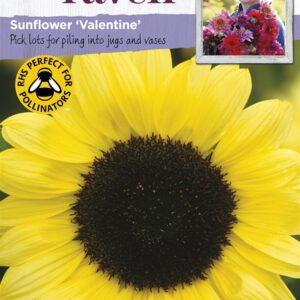 SR Sunflower Valentine