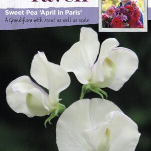 SR Sweet Pea April In Paris