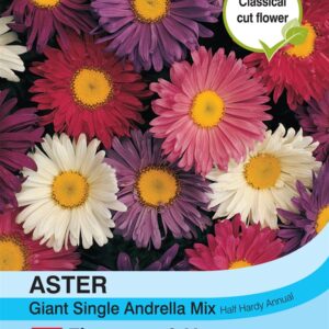 Aster Giant Single Andrella