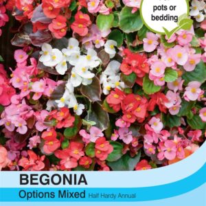 Begonia Semperflorens