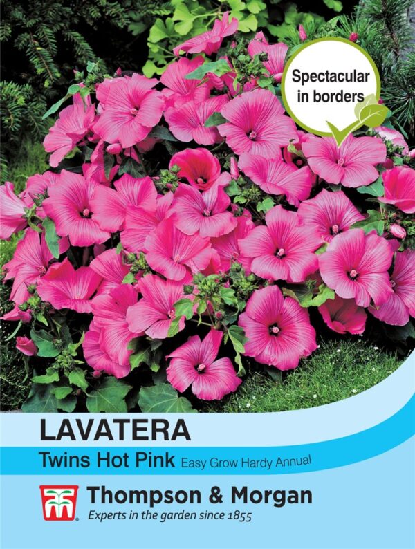 Lavatera Twins Hot Pink