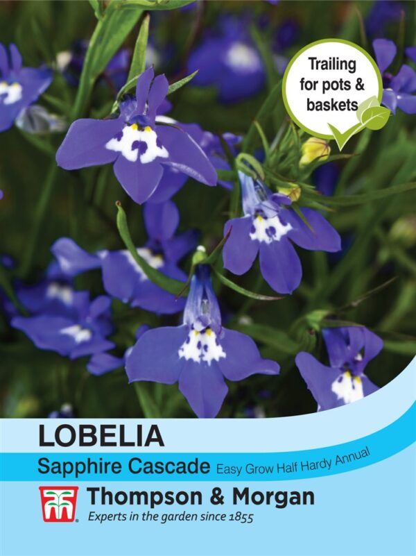 Lobelia (Trailing) Sapphire