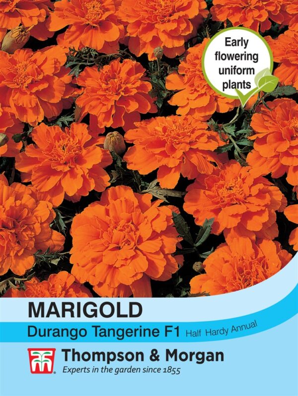 Marigold Durango Tangerine