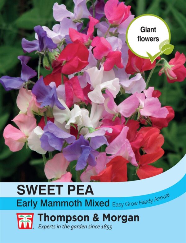 Sweet Pea Early Mammoth Mix
