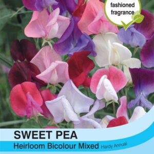 Sweet Pea Heirloom Bicolour