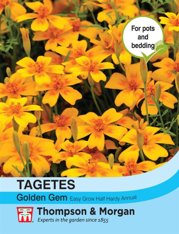 Tagetes Golden Gem