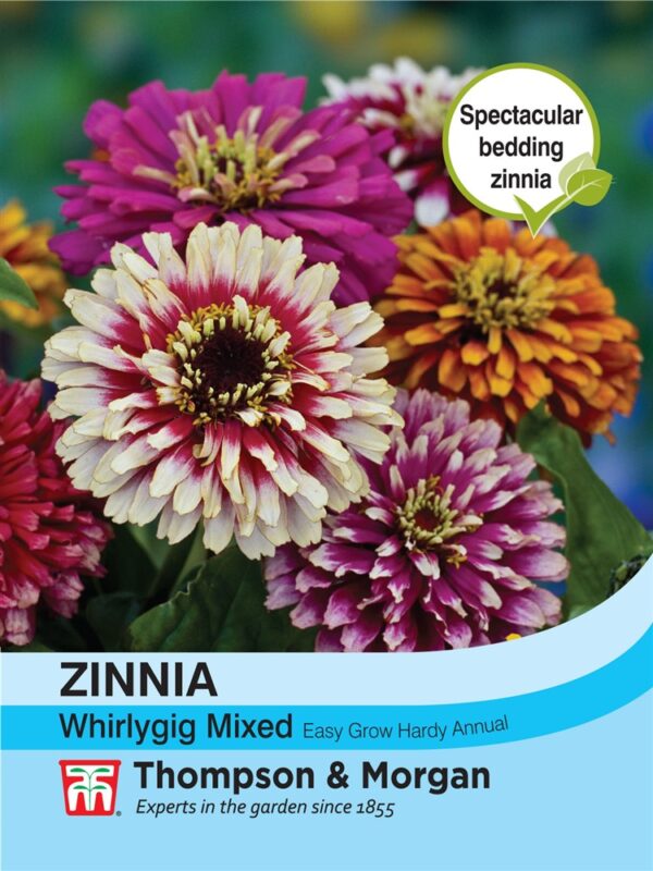 Zinnia Whirlygig Mixed