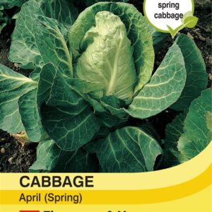 Cabbage (Spring) April