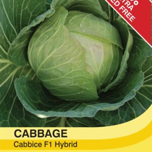 Cabbage Cabbice F1 Hybrid