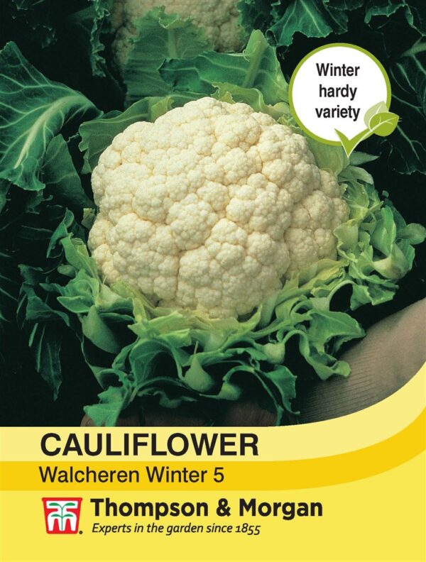 Cauliflower Walcheren Winte