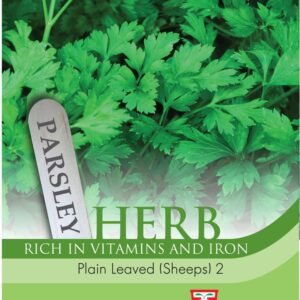 Herb Parsley Plain Leaved