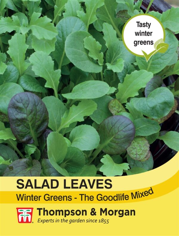 Salad Leaves - Winter Green