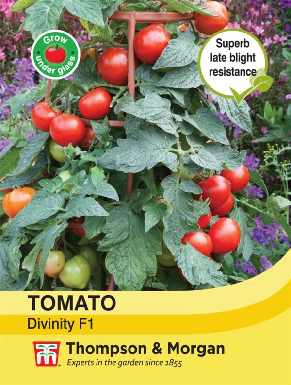 Tomato Divinity