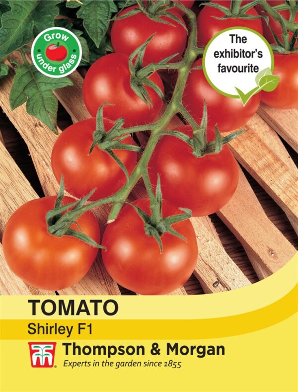Tomato Shirley F1 Hybrid