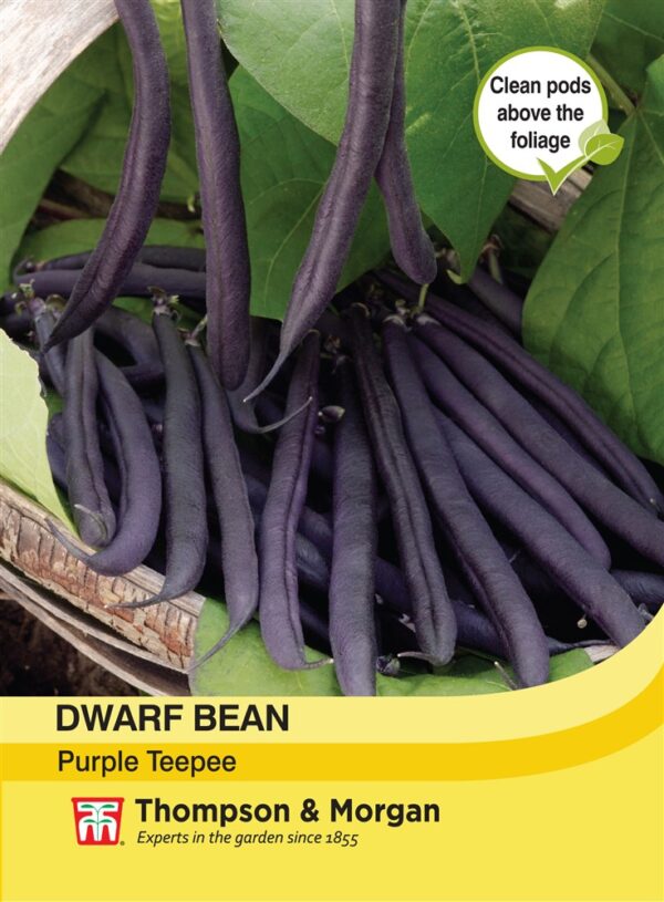 Dwarf Bean Purple Teepee