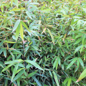 Phyllostachys Aureosulcata (Bamboo) 18L
