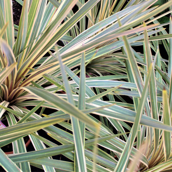 Cordyline Torbay Dazzler 10L