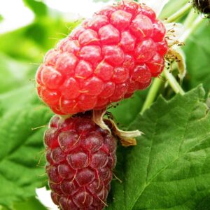 Hybridberry Loganberry
