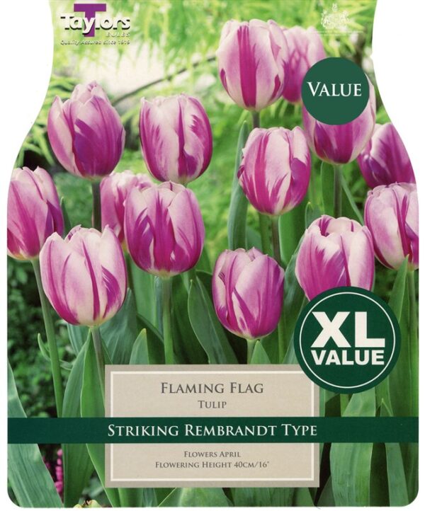 Tulip Flaming Flag 20 Bulbs