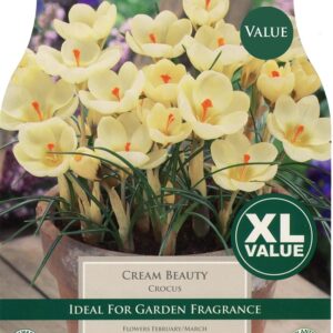 Crocus Cream Beauty XL Pre Pack 30 Bulbs
