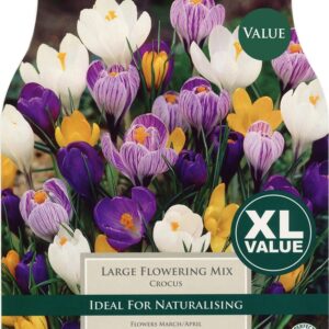 Crocus Large Flowering Mix 20 Bulbs