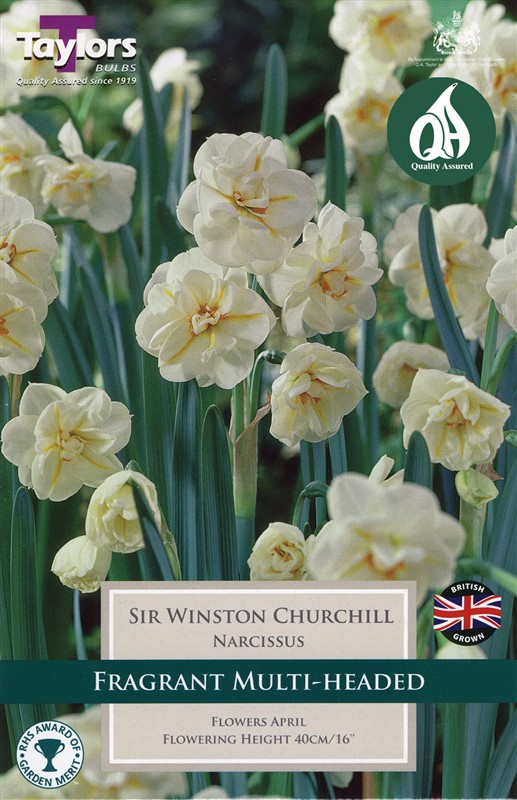 Narcissus Sir Winston Churchill 5 Bulbs