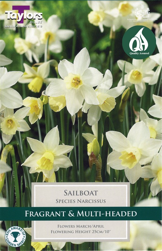 Narcissus Sailboat 8 Bulbs