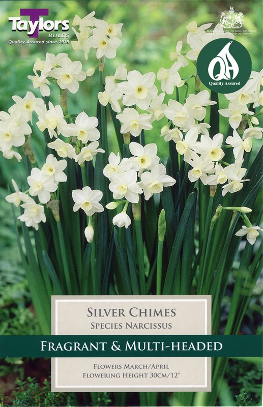 Narcissus Silver Chimes 5 Bulbs