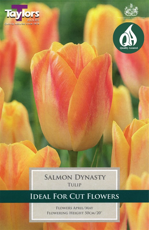 Tulip Salmon Dynasty 8 Bulbs