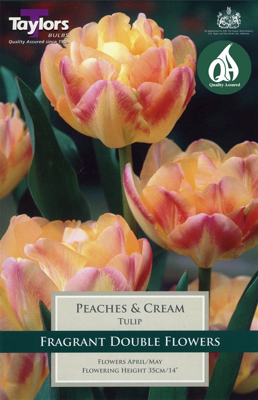 Tulip Peaches & Cream 7 Bulbs