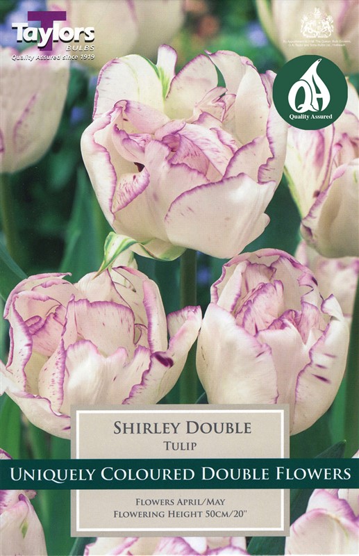 Tulip Shirley Double 6 Bulbs