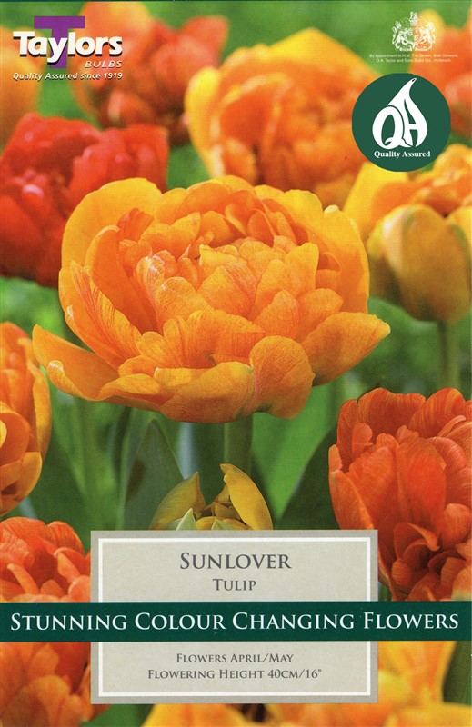 Tulip Sunlover 8 Bulbs