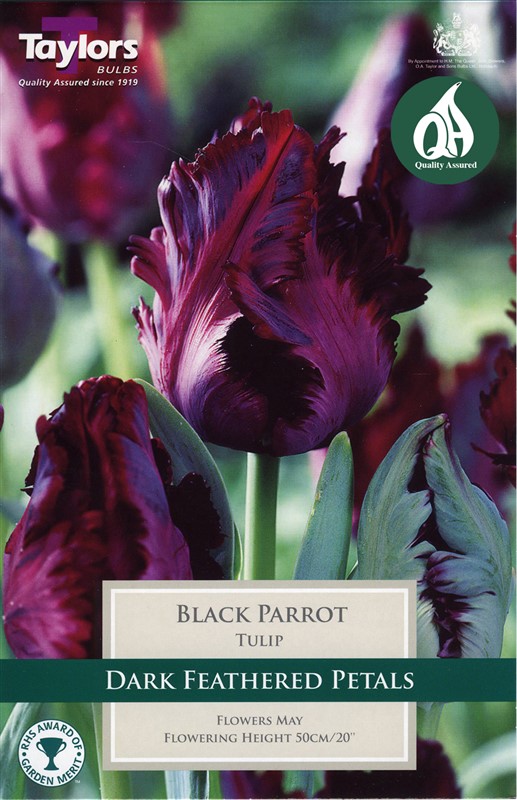 Tulip Black Parrot 7 Bulbs