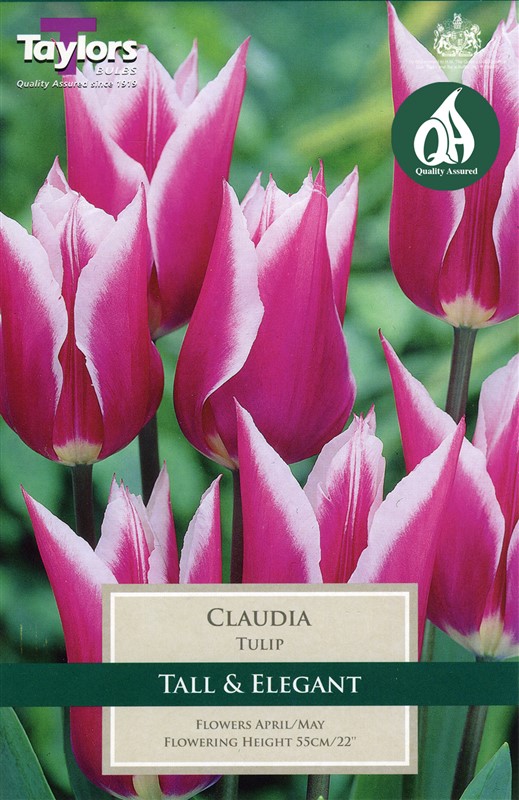 Tulip Claudia 8 Bulbs