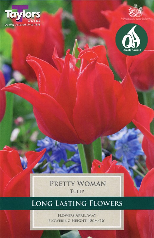 Tulip Pretty Woman 9 Bulbs