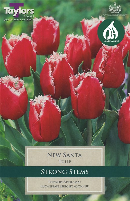 Tulip New Santa 8 Bulbs