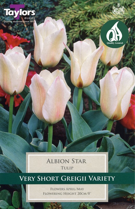 Tulip Albion Star 7 Bulbs