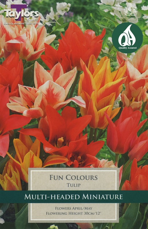 Tulip Fun Colours 7 Bulbs