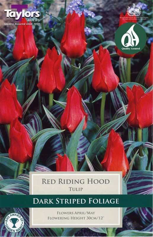 Tulip Red Riding Hood 8 Bulbs
