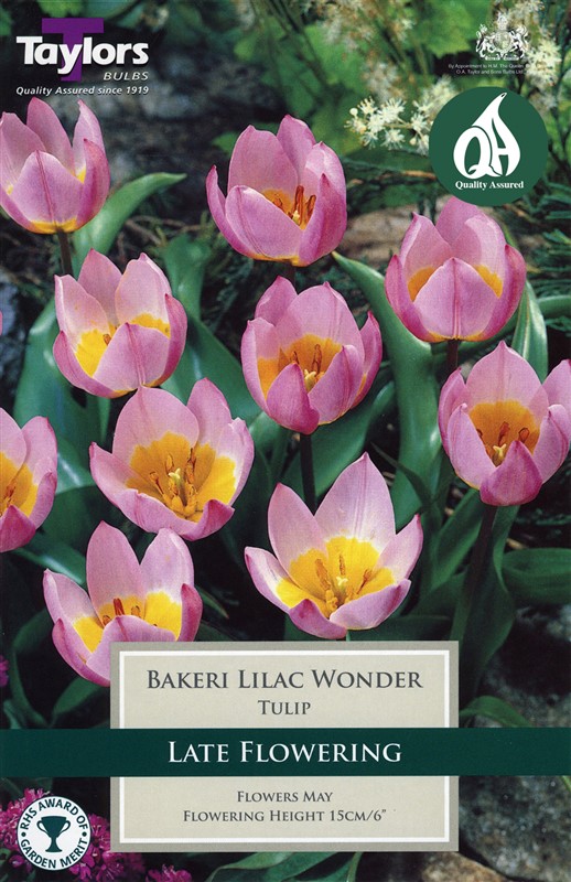Tulip Bakeri Lilac Wonder 10 Bulbs