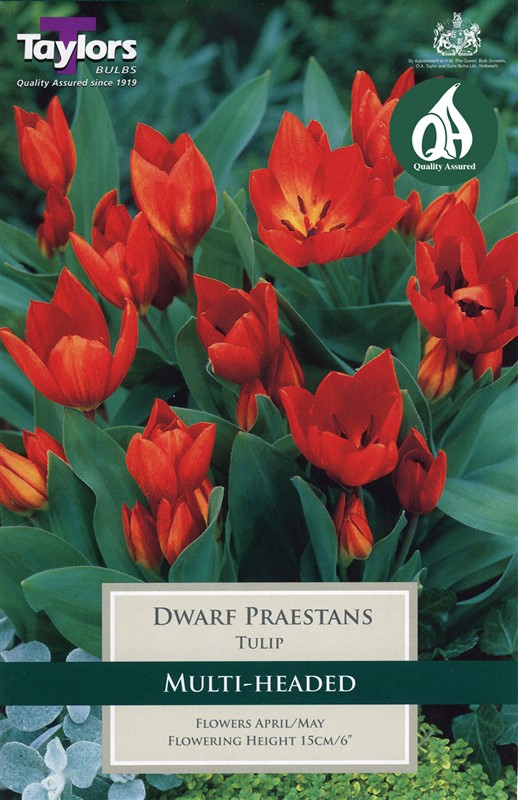 Tulip Dwarf Praestans 10 Bulbs