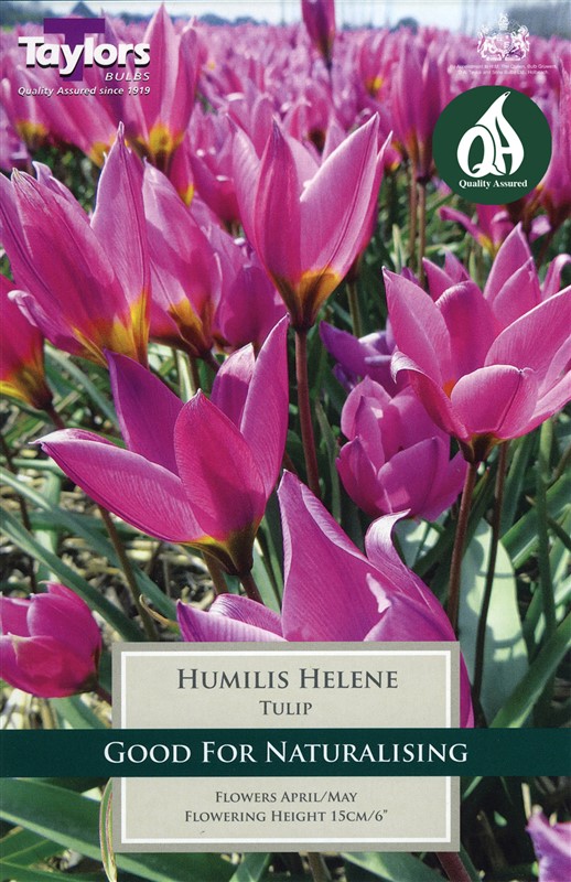 Tulip Humilis Helene 10 Bulbs