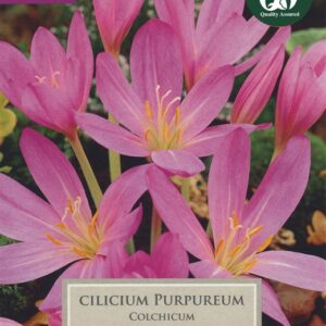 Colchicum Cilicium Purpureum Pre Pack 1 Bulb