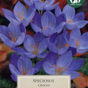 Crocus Speciosus 15 Bulbs