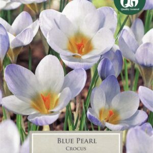 Crocus Blue Pearl 10 Bulbs