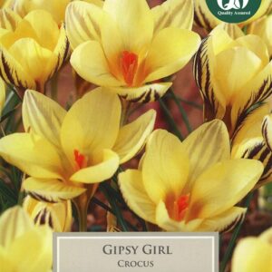 Crocus Gipsy Girl 10 Bulbs