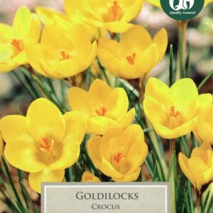 Crocus Goldilocks 12 Bulbs