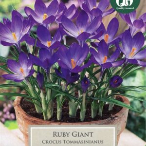 Crocus Ruby Giant 15 Bulbs